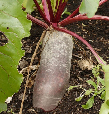 BT165 Beets Cylindra